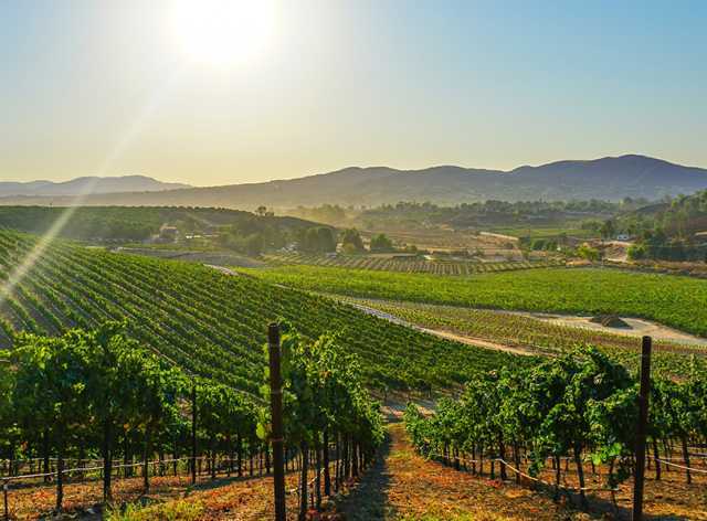 Temecula, CA, Wine Tour | Surf City Adventure Tours